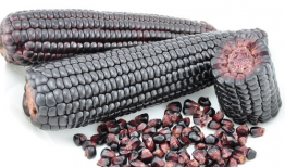 黑玉米,神秘色彩中的营养瑰宝