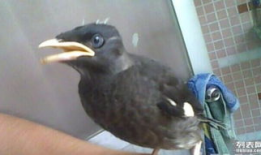 八哥说话视频,视频揭秘其妙语连珠的瞬间